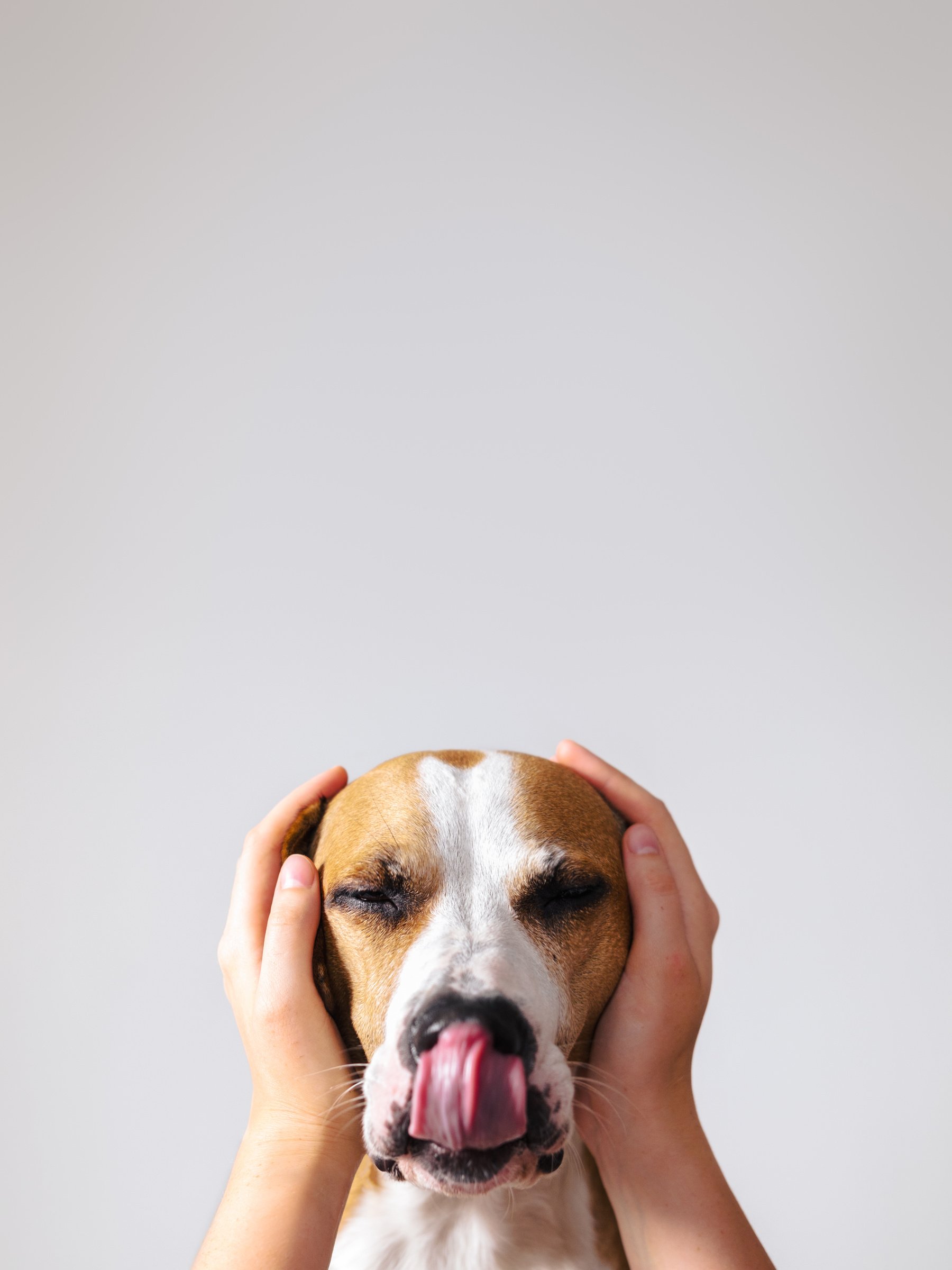 Hands Covering Dog's Ears